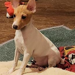 AKC Male Fox Terrier Puppy Tony Available in Akron, oh