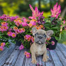 Female French Bulldog Puppy Ready for New Home in Indianapolis, in