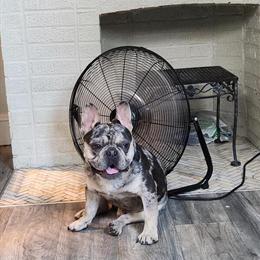 French Bulldogs Seeking New Homes in Trenton, nj