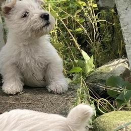 Wheaten Scottish Terrier Puppies Ready for New Homes in Fenton, mi