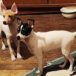 Toy Fox Terrier Female Puppy for Adoption in Akron, oh