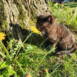 Free Kittens Looking for Loving Homes in Marion, oh
