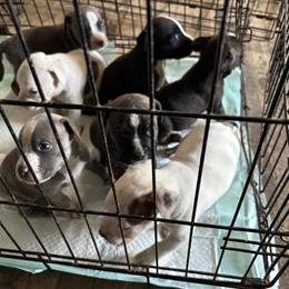 Pit Bull Puppies Available for Rehoming in Kansas City, ks