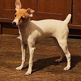 Female AKC Toy Fox Terrier Puppy Taffy Available in Akron, oh
