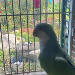 Quaker Parrots - 3 Months Old and Talking Clearly in South Bend, in