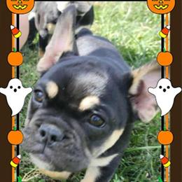 Mini Olde English Bulldogs Available Now in Richmond, ky