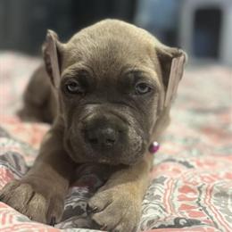Cane Corso Puppies Ready for Loving Homes in Greensboro, nc