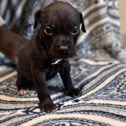 American Bully Puppies Available in Richmond, va