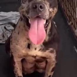 Tri Merle American Bullies Available in Richmond, va