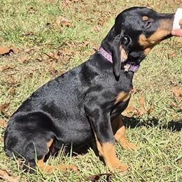 Doberman Puppies Ready for New Homes in Middlesex, nc