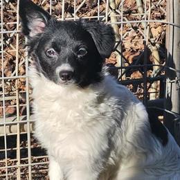 AKC Papillon Female Puppy Shelby for Sale in Akron, oh
