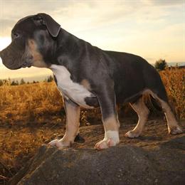 American Pocket Bullies Ready for Loving Homes in Vancouver, wa