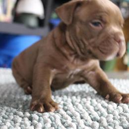 Micro Bulldogs - Quality Exotic Litter Available in Vancouver, wa