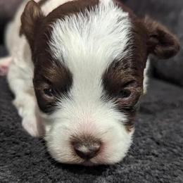 Yorkiepoos in beautiful colors in Beaufort, sc