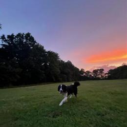 Australian Shepherds for Adoption in Knoxville, tn