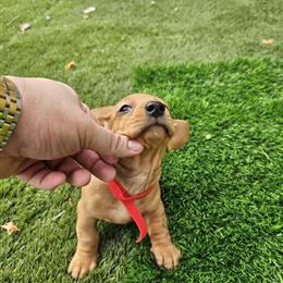 Mini Dachshund Puppies Ready for Forever Homes in San Antonio, tx