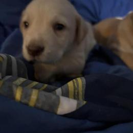 Labrador Retriever Mixed Puppies Available in Saginaw, mi