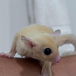 Young Male Sugar Glider Looking for a Loving Home in Cape Coral, fl
