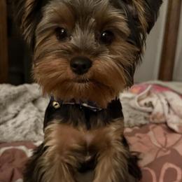 AKC Yorkshire Terriers Available in Chesapeake, va