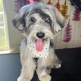 Merle Maltipoo Available - CKC Registered in Columbia, sc