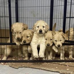 Golden Retriever Puppies Ready for Loving Homes in Tampa, fl