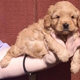 Mini Goldendoodles Available for Adoption in Milton, pa
