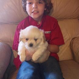 Peekapoo Puppies Available in Dothan, al