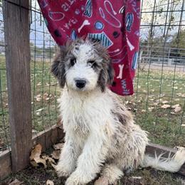 Aussiedoodle Puppies Available for Meet and Greet in New Prague, mn