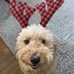 Mini Goldendoodle Stud Available for Breeding in Clio, mi