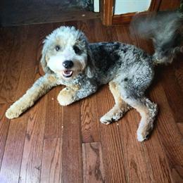 Bernedoodle Studs Available for Breeding in Clio, mi