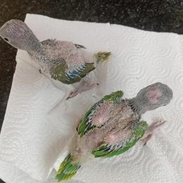 Indian Ringneck Birds for Sale in Miami, fl