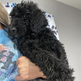 Bernedoodle puppies available in Columbus, in