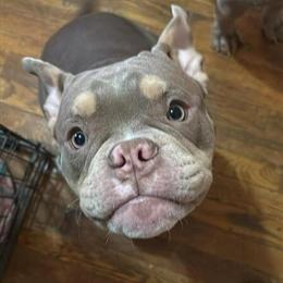 Lilac Tri Male Bully Available in Hartford, ct