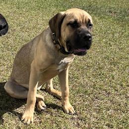 Cane Corso Puppy Available in Milton, fl