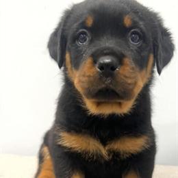 Rottweiler Puppies Ready for Forever Homes in Fairfield, ca