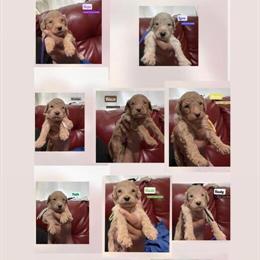 Goldendoodle Puppies Available for Adoption in New York, ny