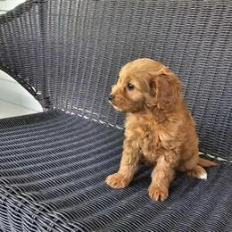 Mini Cavapoo Females Ready to Go in Lexington, ky
