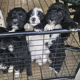 Double Doodle Puppies Available in Cincinnati, oh