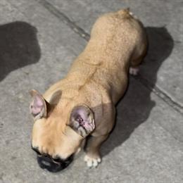 French Bulldog - Pink and Fluffy Carrier in Houston, tx