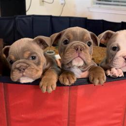 English Bulldog Female Available from Exclusive DNA Litter in Houston, tx