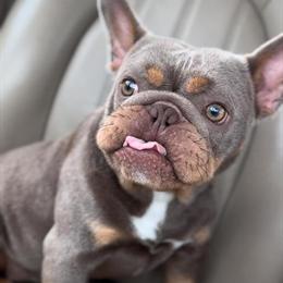 Isabella and Tan Female French Bulldog for Adoption in Houston, tx