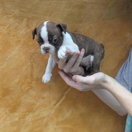 Boston Terrier Puppy for Rehoming in Splendora, tx