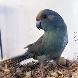 Male Kakariki - Cinnamon Turquoise Pied (Cream Split) in Chicago, il