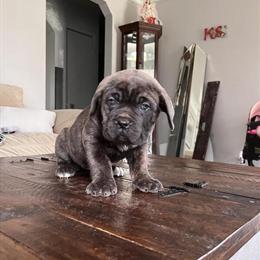 AKC Registered Puppies Available in Inkster, mi