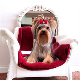 Tiny Male Yorkshire Terrier for Sale in Alexandria, la
