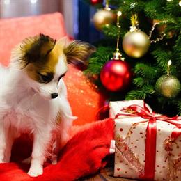 Female Papillon Puppies from Champion Lines in Alexandria, la