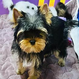 Gorgeous Male Yorkshire Terrier with Champion Pedigree in Alexandria, la