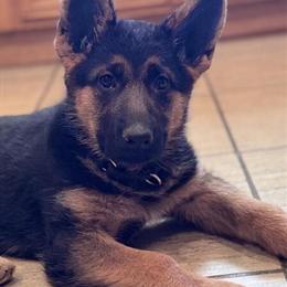 German Shepherd Puppies from Top West German Import Lines - Ready Now in Chicago, il