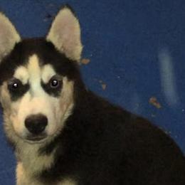 Siberian Husky Puppies Free to a Good Home in Pensacola, fl