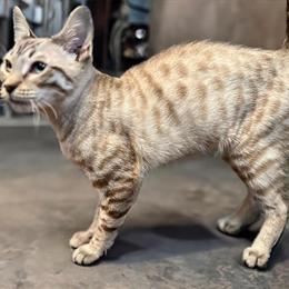 4 Month Old Bengal Kittens Available for Adoption in Chicago, il